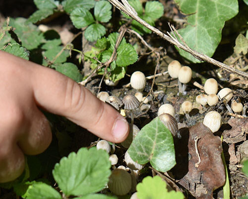 Decji prst pokazuje gljive na zemlji