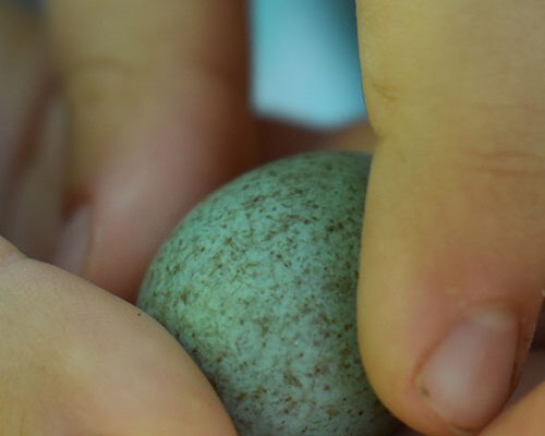 Zelenkasto jaje sa braon pegama u rukama