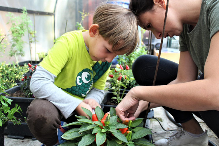 Nastavnica pokazuje decaku biljku paprike u saksiji i njene pcrvene i zelene plodove